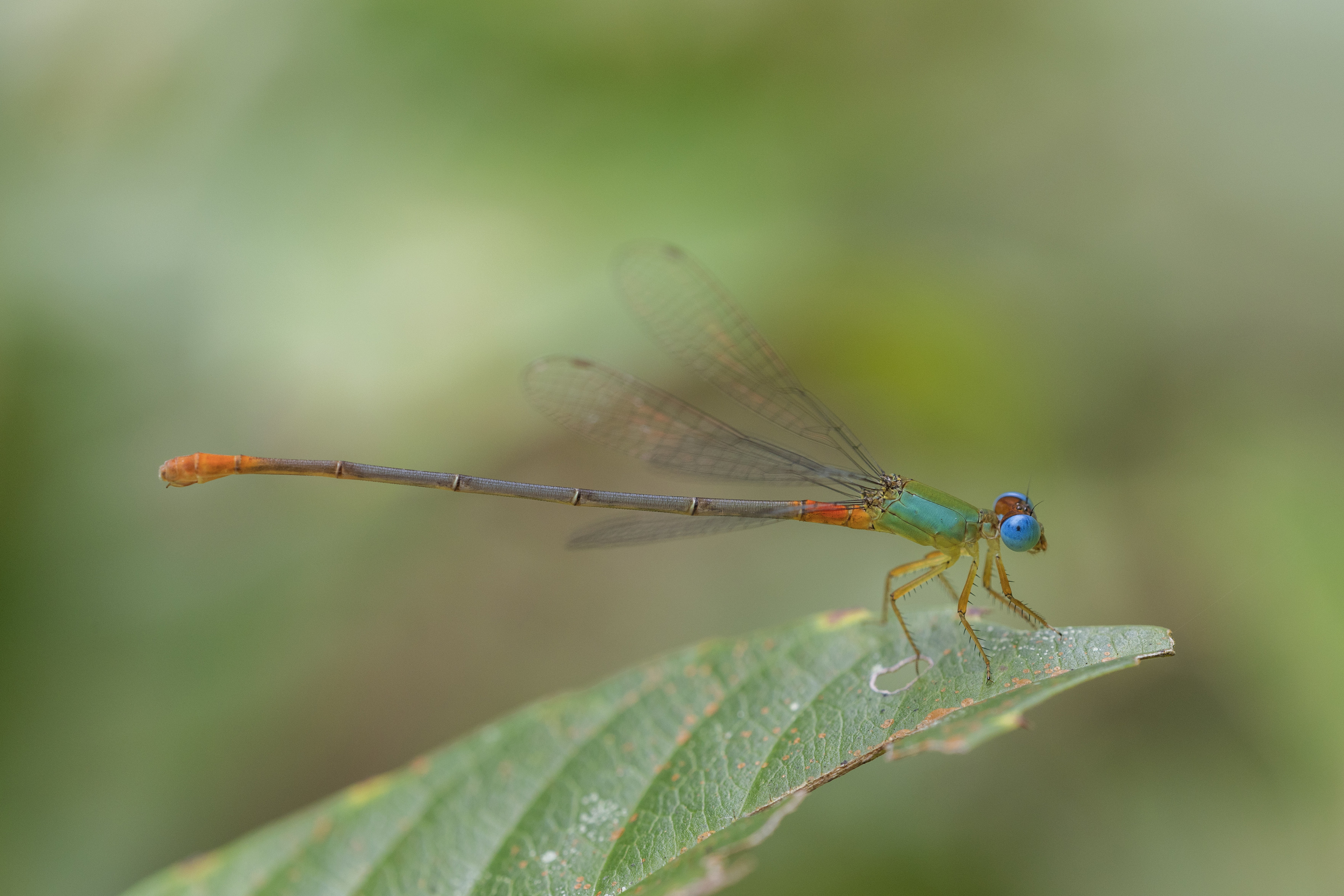 an ornate coraltail (Ceriagrion cerinorubellum), a damselfly with blue-green and orangey colours.