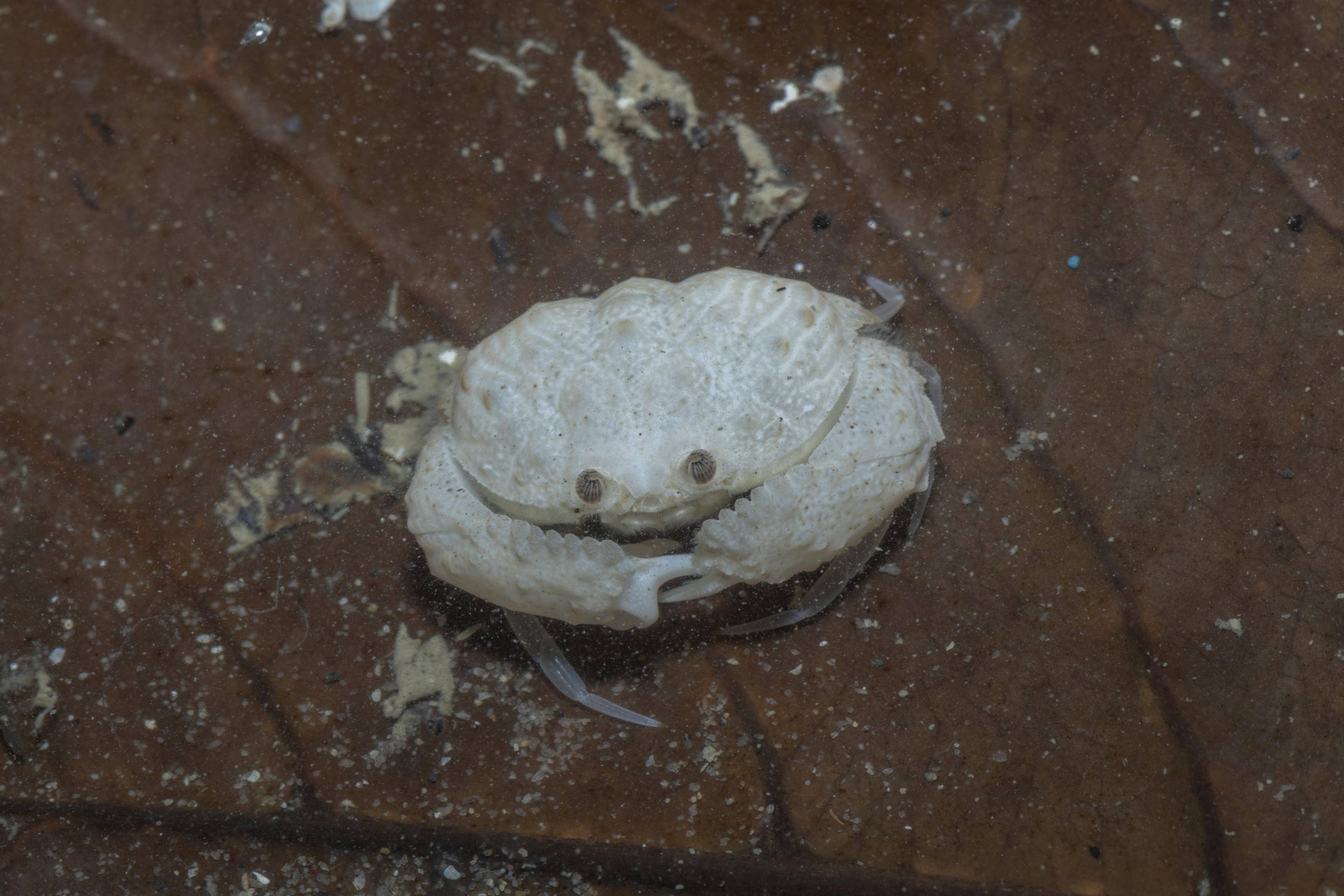 a tiny, inch-wide box crab (Calappa sp.), which looks more like a coconut than a container.