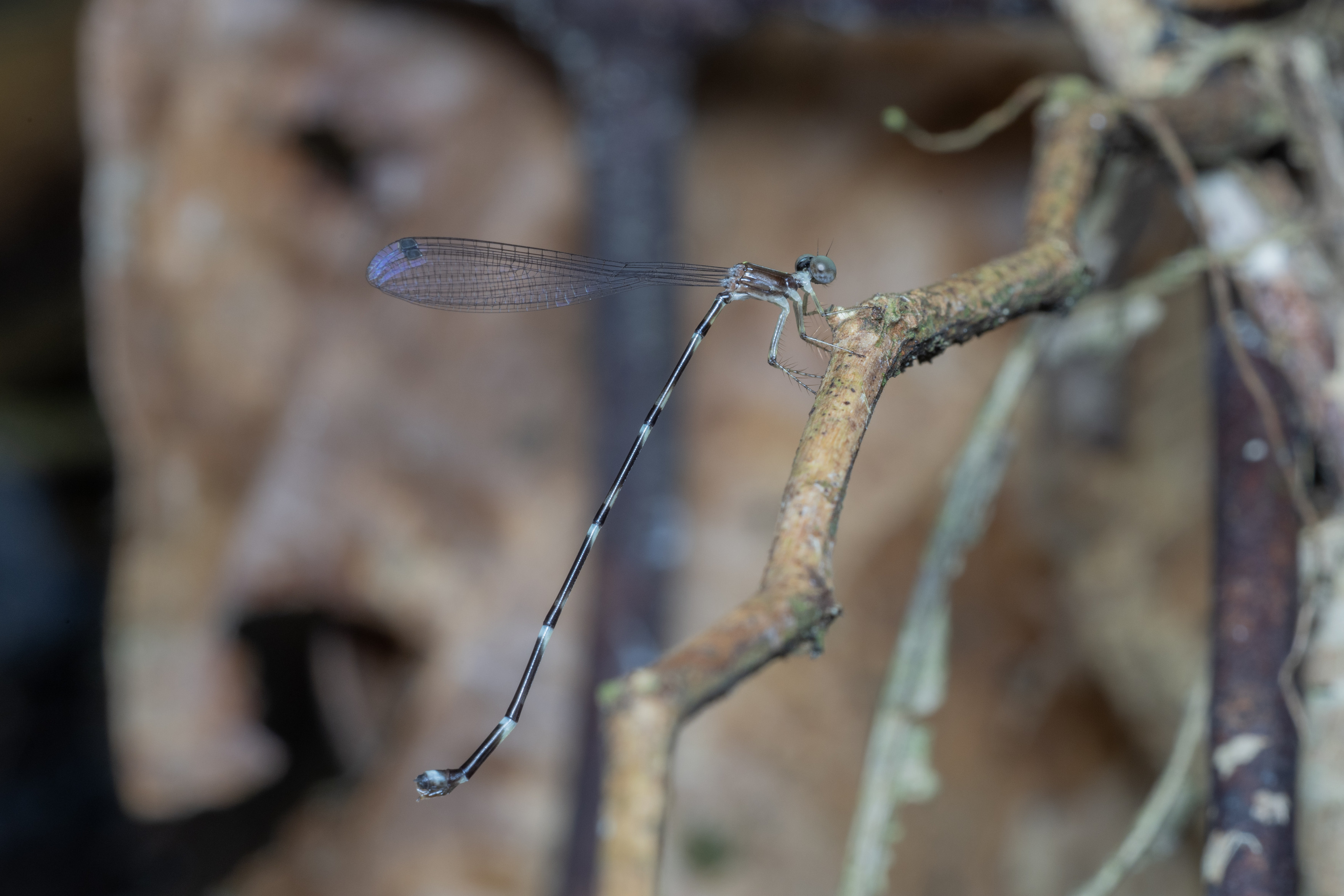 a damselfly (Protosticta sp.) with green eyes and a very slender abdomen.